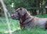 Labrador retriever Soffie