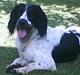 Field Trial spaniel Movgli