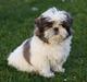 Shih tzu Emma