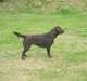 Labrador retriever Sille R.I.P