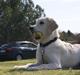 Golden retriever Malou