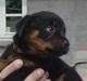 Rottweiler Nica