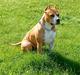 Amerikansk staffordshire terrier MADI Remi-Luka *Jasmin* ( solgt)