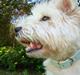 West highland white terrier Sascha