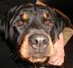 Rottweiler Fighter