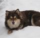 Finsk lapphund Choko