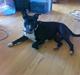 Amerikansk staffordshire terrier Chili
