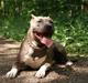 Amerikansk staffordshire terrier Aura <3