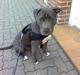 Amerikansk staffordshire terrier Malou