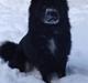 Islandsk fårehund Aslan