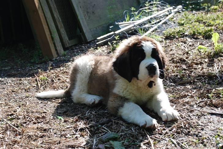 Sankt bernhardshund George billede 8