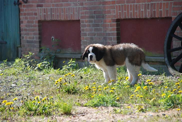 Sankt bernhardshund George billede 9