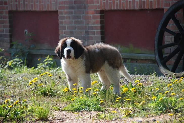 Sankt bernhardshund George billede 10