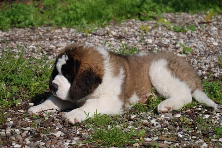 Sankt bernhardshund George billede 11