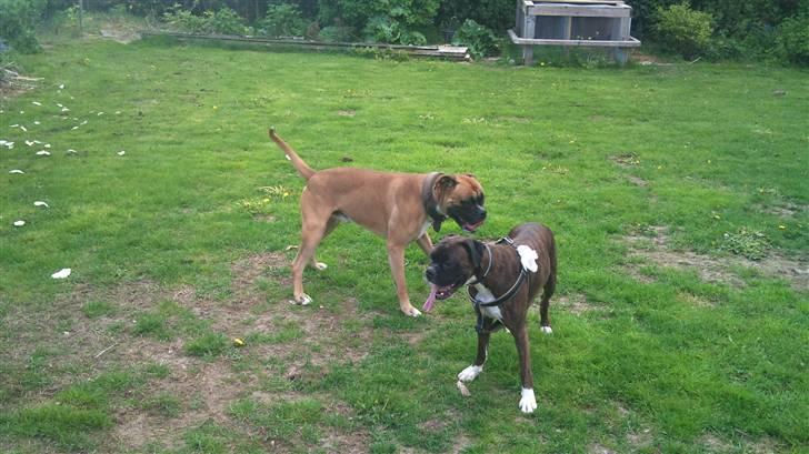 Boxer Buffi billede 10