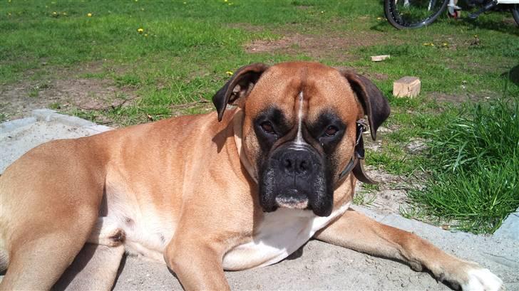 Boxer Buffi billede 12