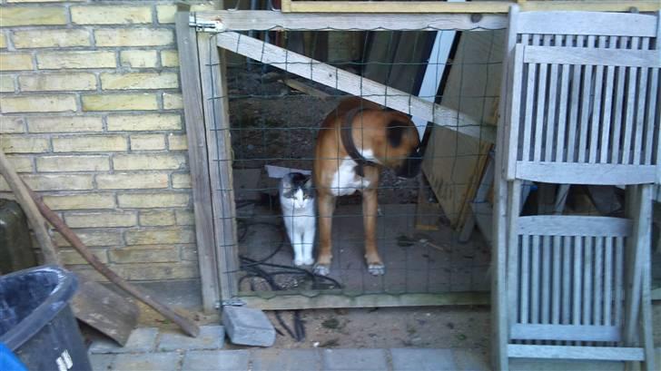 Boxer Buffi billede 13