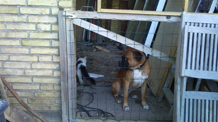 Boxer Buffi billede 14