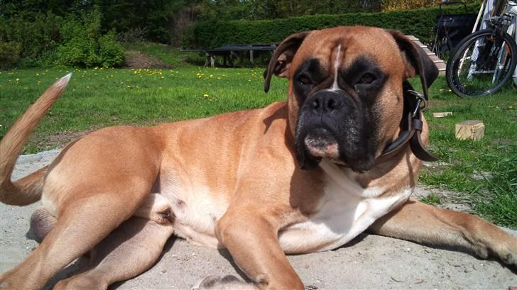 Boxer Buffi billede 15