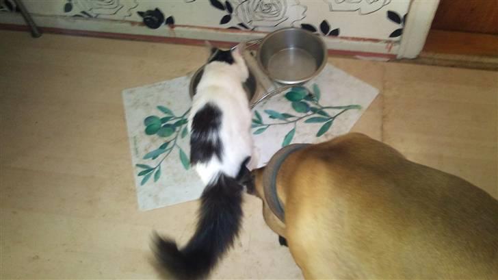 Boxer Buffi billede 16