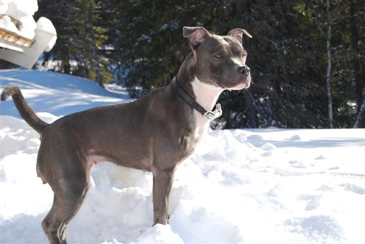 Staffordshire bull terrier Miss Silver Tinkle billede 7