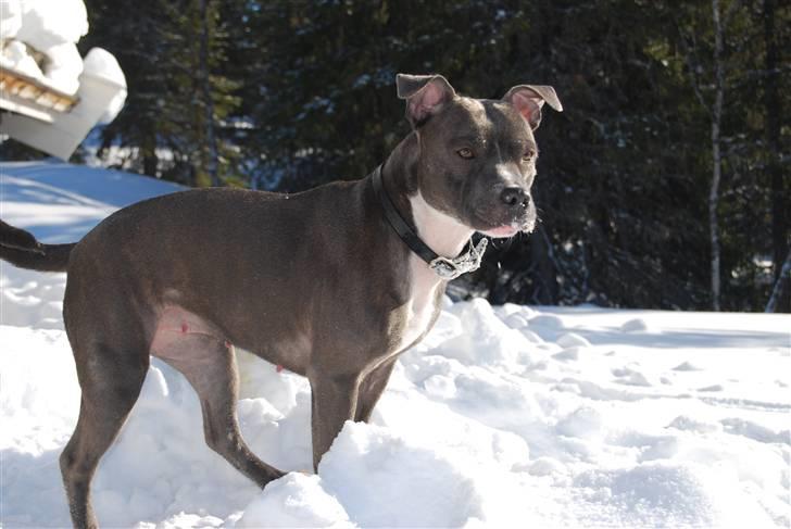 Staffordshire bull terrier Miss Silver Tinkle billede 8