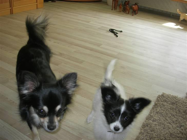 Papillon Nikki billede 14