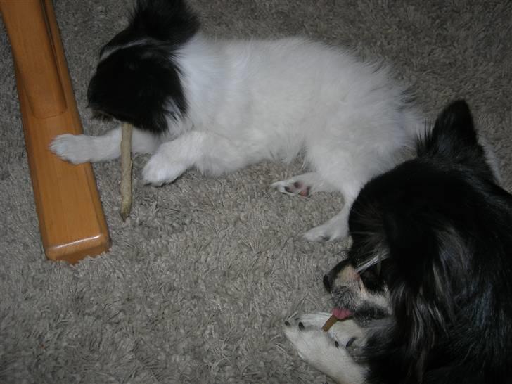 Papillon Nikki billede 15