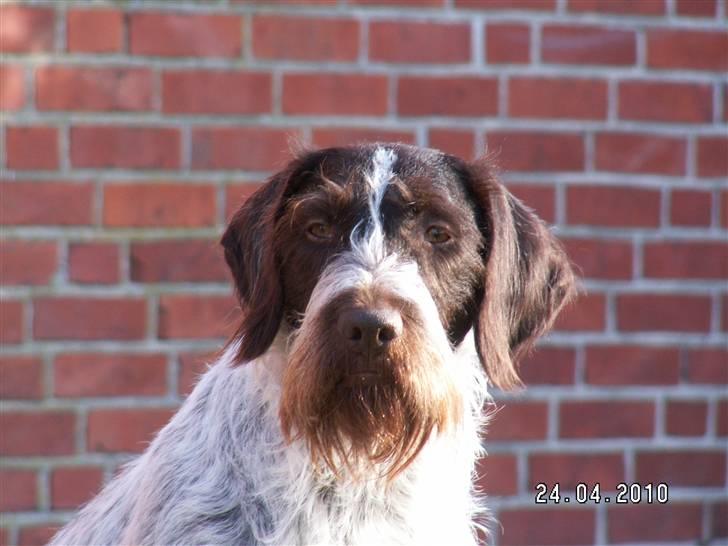 Ruhåret hønsehund Porsemosens D.Tina - Jeg elsker bare hendes smukke hoved billede 17