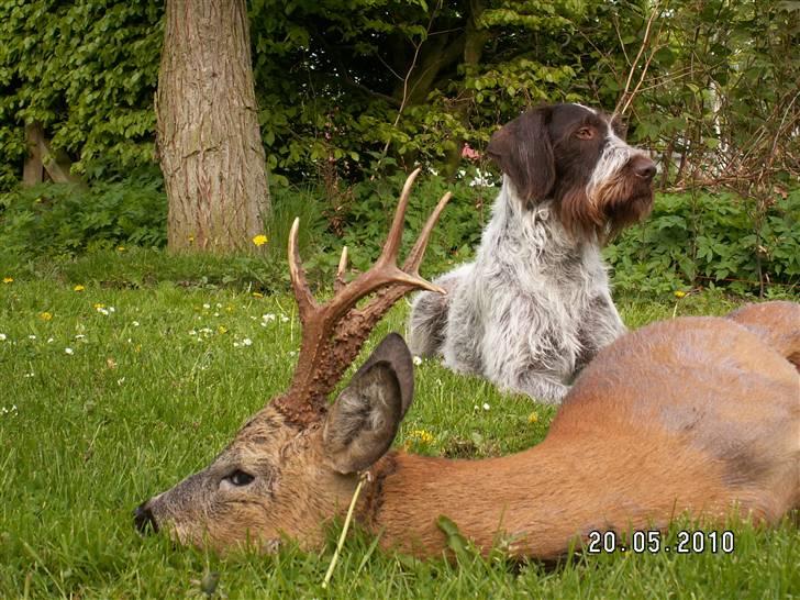 Ruhåret hønsehund Porsemosens D.Tina - Tina ligger stolt bag bukken. billede 18