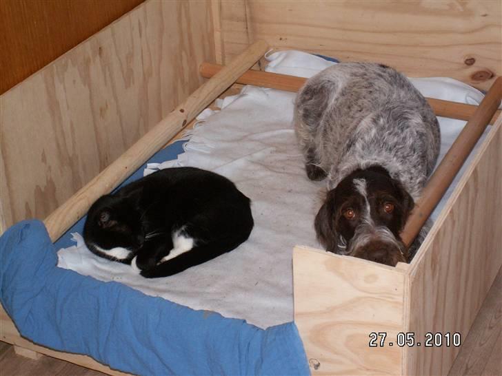 Ruhåret hønsehund Porsemosens D.Tina - Tina og MisMads hygger i fødekassen billede 19