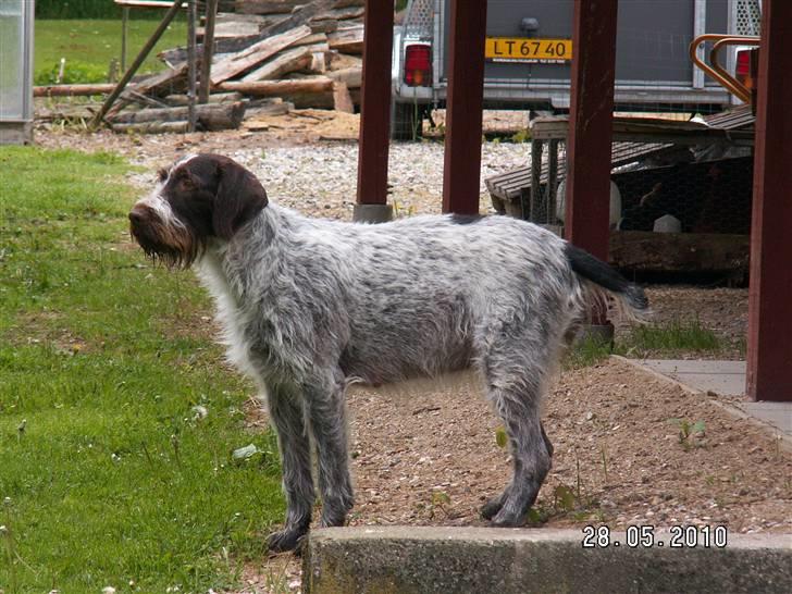 Ruhåret hønsehund Porsemosens D.Tina - Tina ser nu ud som om hun er med hvalpe, vi krydser fingre for der kommer nogle her til om 3 uger. billede 20