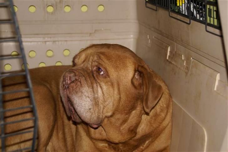 Dogue de bordeaux Omerta - Her er Omerta´s mor....Kore   hun er 10.5 år og lidt grå i skæget men stadig en glad gammel tøs.....Omerta lignede sin mor helt utroligt... billede 7