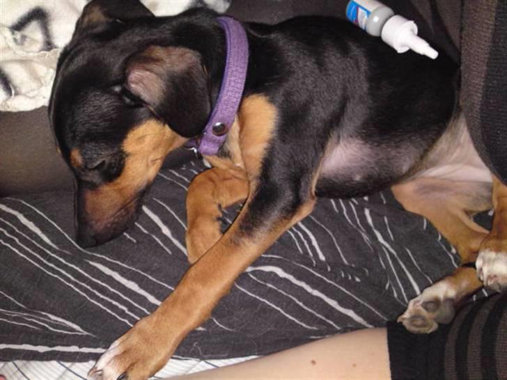 Blanding af racer Tilde - Lilleskid lige da jeg havde hentet hende billede 2