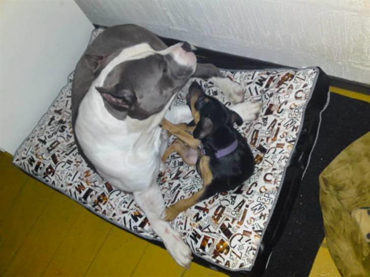 Blanding af racer Tilde - Kamphunden Tilde og så ham den anden ;) billede 3