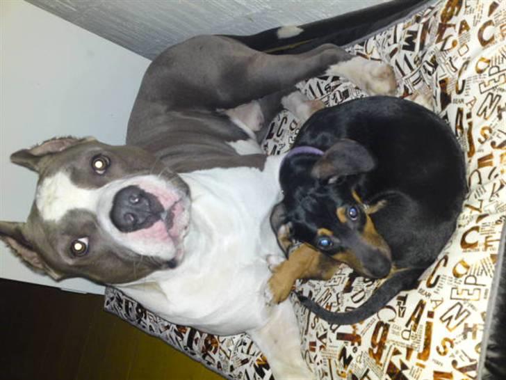 Blanding af racer Tilde - Tilde og Odin. Sidder og kigger dette billede, nu hvor Tilde er blevet tæt på fem år gammel. Gud hvor var hun dog bare ikke særlig køn som lille :) Hun har heldigvis vokset sig smukkere <3  billede 4