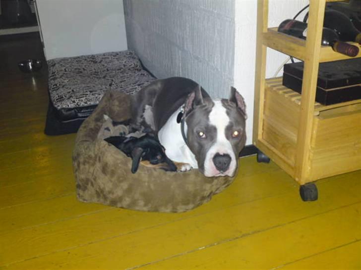 Blanding af racer Tilde - Odin kan ikke finde ud af han ikke er chihuahua og at han har sin egen kurv med. Tildes er bare bedst  billede 5