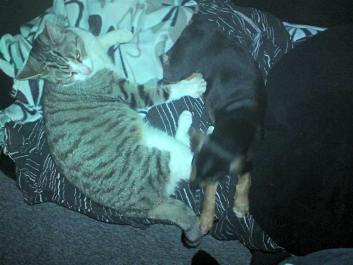 Blanding af racer Tilde - Tilde og Greven (min kat) slås om sofa pladsen billede 6