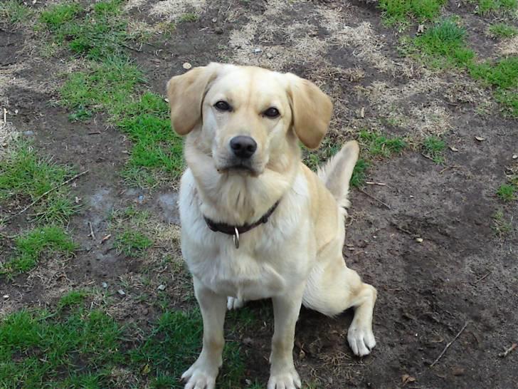 Blanding af racer Gizmo (Golden/labrador) billede 1