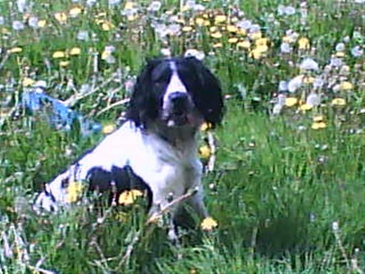 Field Trial spaniel Movgli billede 3