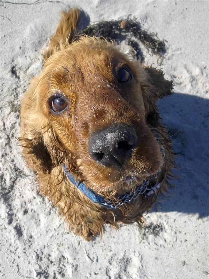 Cocker spaniel BAMSE :) HIMMELHUND ! :'( - ELSKER STRANDEN, SELVOM JEG IKKE ER EN VANDHUND :) billede 3