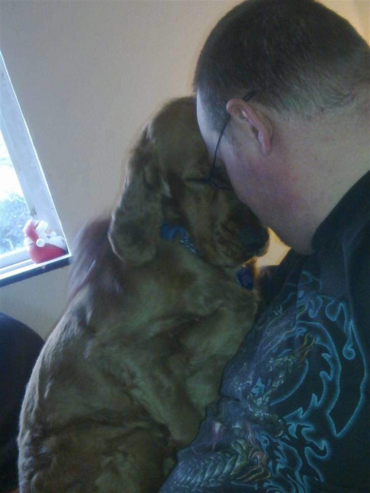 Cocker spaniel BAMSE :) HIMMELHUND ! :'( - PUTTE'HUND ! <3 billede 4