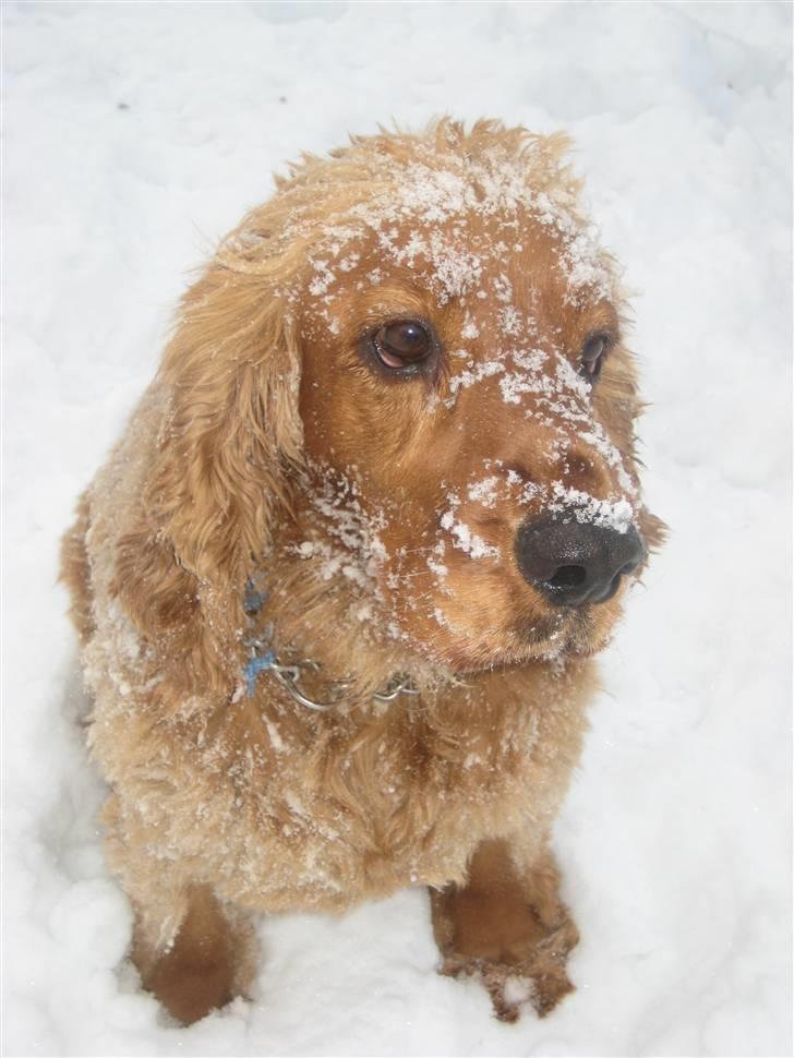 Cocker spaniel BAMSE :) HIMMELHUND ! :'( - VINTEREN 2010 billede 6