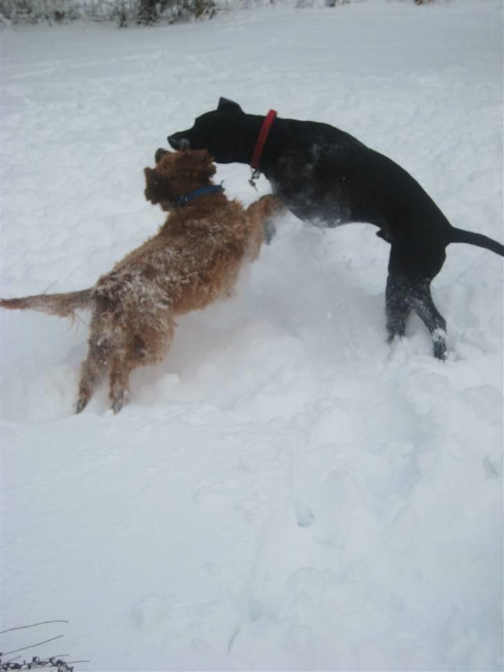 Cocker spaniel BAMSE :) HIMMELHUND ! :'( - VINTEREN 2010 - MIN BEDSTE VEN OG JEG <3 billede 7