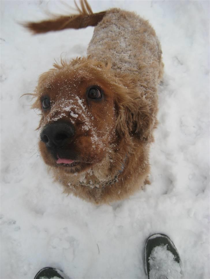 Cocker spaniel BAMSE :) HIMMELHUND ! :'( - HAR DU NOGLE GODBIDDER ? :-)  billede 8