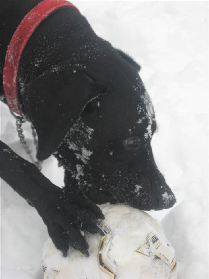 Blanding af racer LOKE VALDEMAR ;) HIMMELHUND ! :'( - JEG ELSKER MIN BOLD OG VINTER :-) billede 7