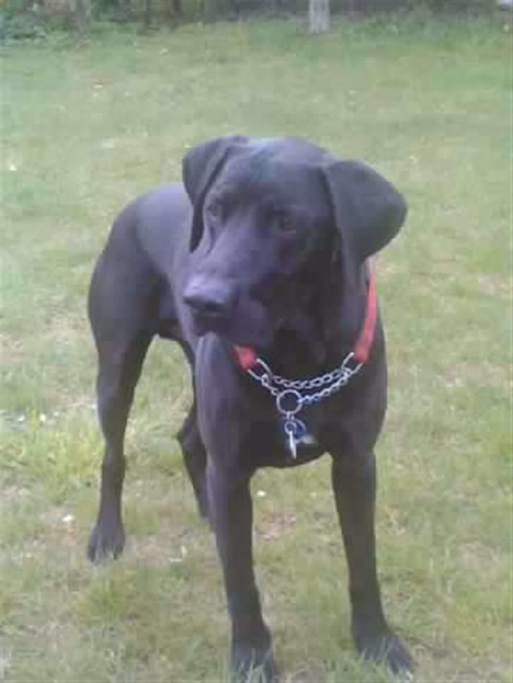 Blanding af racer LOKE VALDEMAR ;) HIMMELHUND ! :'( - SKYD BOLDEN :-) 
  billede 8