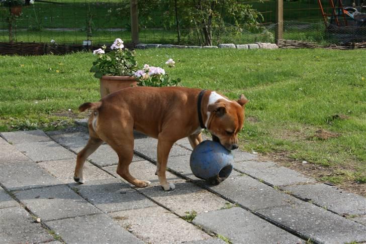 Staffordshire bull terrier Simba billede 8