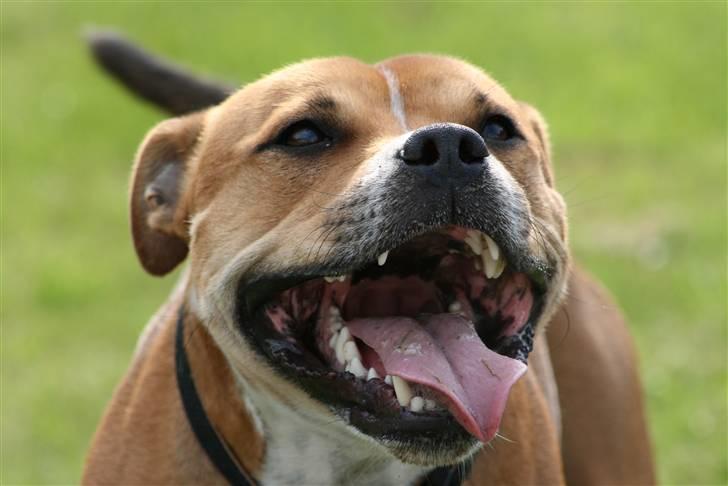 Staffordshire bull terrier Simba billede 9