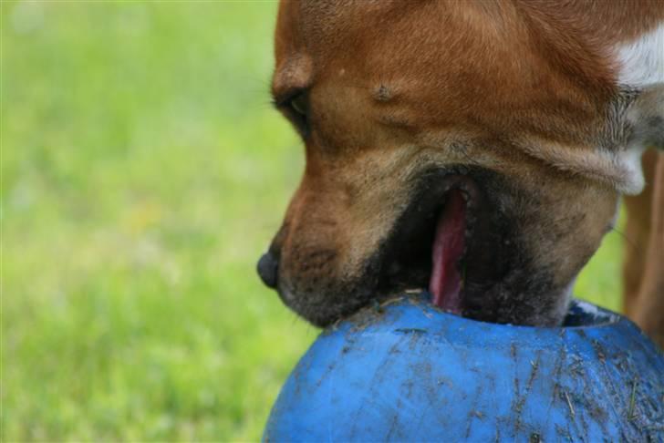 Staffordshire bull terrier Simba billede 10